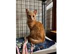 Adopt Leprechaun a Domestic Short Hair