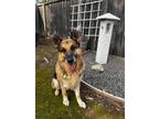 Adopt Rocky a German Shepherd Dog