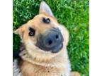 Adopt Wilson a German Shepherd Dog