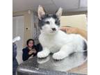 Adopt Chip a Domestic Short Hair