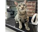Adopt Perry a Domestic Short Hair