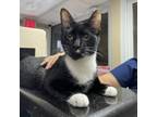 Adopt Dale a Domestic Short Hair