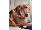 Adopt Boone a Golden Retriever, Retriever