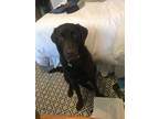 Adopt Camp a Chocolate Labrador Retriever