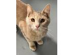 Adopt Brandon a American Shorthair