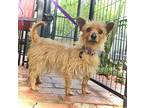 Adopt Patrick a Yorkshire Terrier