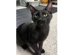 Adopt Romeo a Domestic Short Hair