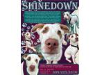 Adopt Shinedown a Mixed Breed