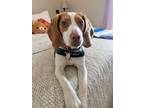 Adopt Ice Man aka Booker a Beagle, Mixed Breed