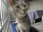 Adopt MARTINI a Domestic Short Hair