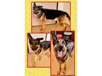 Adopt CHIQUITO a German Shepherd Dog, Mixed Breed
