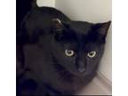 Adopt Inky a Domestic Short Hair