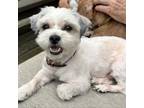 Adopt Tiny a Shih Tzu