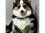 Pembroke Welsh Corgi Puppy for sale in Sonora, CA, USA