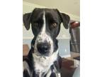 Adopt Obi a Labrador Retriever, Pointer