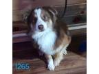 Adopt Cliff a Australian Shepherd