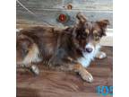 Adopt Reed a Australian Shepherd