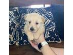 Scottish Terrier Puppy for sale in San Diego, CA, USA