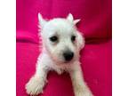 West Highland White Terrier Puppy for sale in Kit Carson, CO, USA