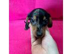 Dachshund Puppy for sale in Kit Carson, CO, USA