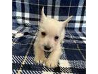 West Highland White Terrier Puppy for sale in Kit Carson, CO, USA