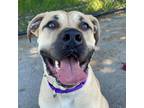 Adopt Tommy a Mastiff