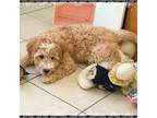 Goldendoodle Puppy for sale in Nashua, NH, USA