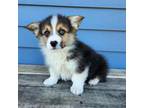 Pembroke Welsh Corgi Puppy for sale in Jackson Center, OH, USA