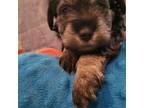 Schnauzer (Miniature) Puppy for sale in Huntsville, TX, USA