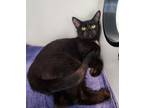 Adopt Feta a Domestic Short Hair