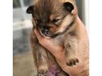 Pomeranian Puppy for sale in Coral Springs, FL, USA