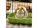Adopt Floppsy a Holland Lop