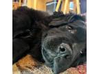 Adopt ALBUS a Newfoundland Dog