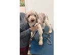 Adopt Flynn a Poodle