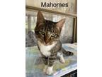 Adopt Mahomes a Domestic Short Hair