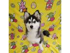 Adopt Kai a Husky, Pomeranian