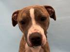 Adopt Luca a Pit Bull Terrier, Mixed Breed