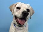 Adopt Wally a Labrador Retriever, Mixed Breed