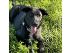 Adopt Denim a German Shepherd Dog, Mixed Breed