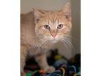 Adopt Gibbous a Domestic Short Hair