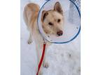 Adopt Ghost a German Shepherd Dog, Siberian Husky