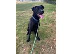 Adopt Dusty a Shepherd, Labrador Retriever