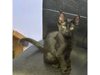 Adopt Uno a Domestic Short Hair