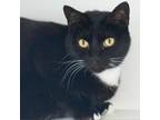 Adopt Taz a American Shorthair