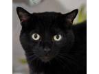 Adopt Hendrix a Domestic Short Hair