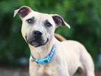 Adopt REMY a Black Mouth Cur