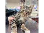 Adopt Lenox a Domestic Short Hair, Tabby