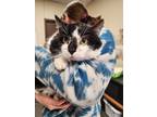 Adopt Panda Bear a Domestic Short Hair, Tuxedo