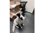 Adopt Waco a Great Pyrenees, Border Collie