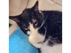 Adopt Mooch a Domestic Short Hair, Tuxedo